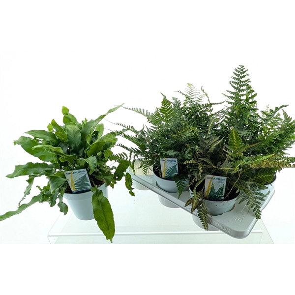 Ferns outdoor mix 17Ø 40cm