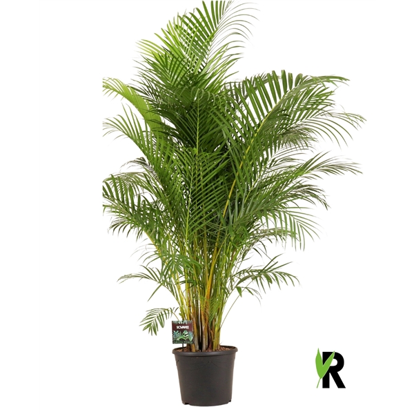Dypsis lutescens 35Ø 180cm 1pp