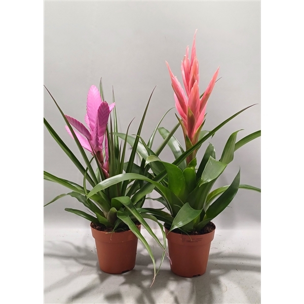 Tillandsia mixed 12Ø 40cm