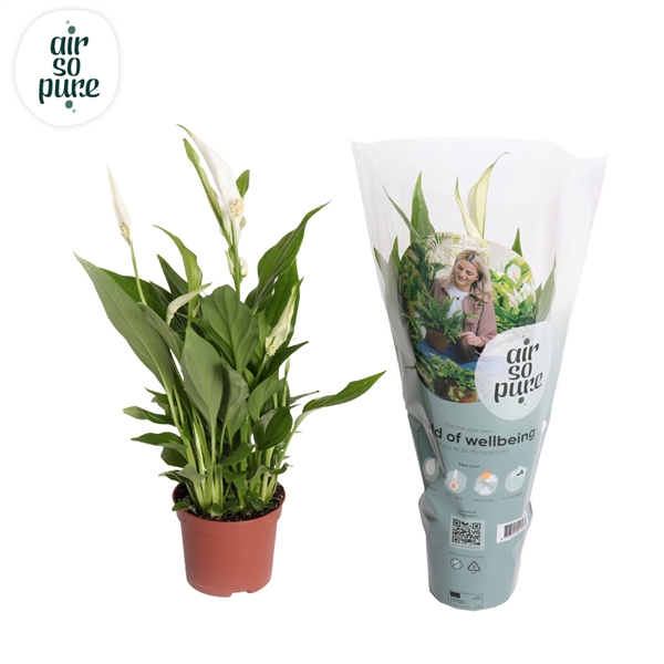 Spathiphyllum Pearl Cupido 9Ø 35cm 3fl