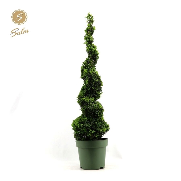 Buxus semp spiral 27Ø 115cm 32Ø