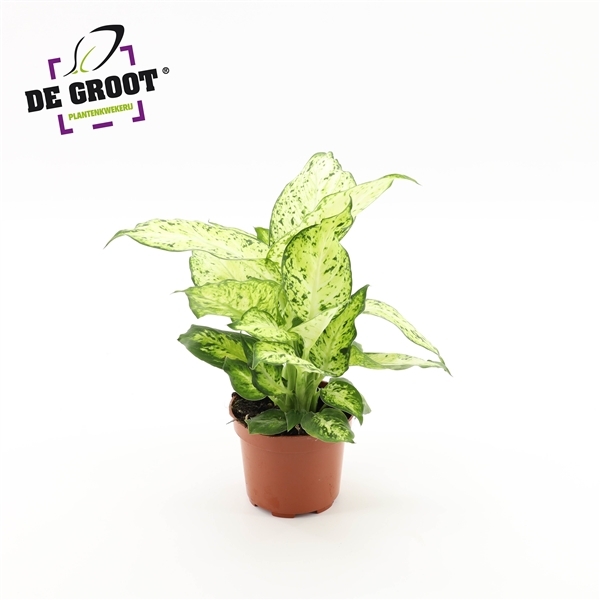 Dieffenbachia Amy 12Ø 30cm