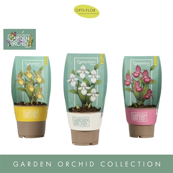 Cypripedium mix (Garden Orchids) (Cites) 12Ø 30cm 6st