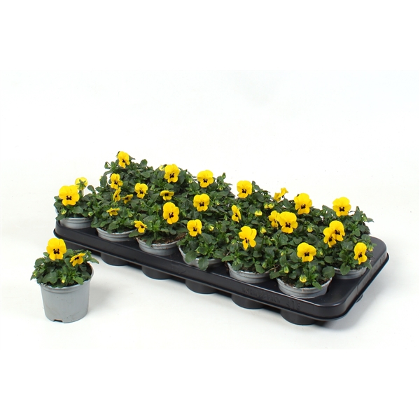 Viola cornuta Sorbet Yellow Blotch 9Ø 10cm