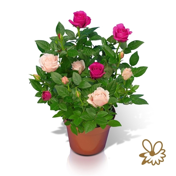 Rosa Samadaplants mix in pot 12Ø 28cm