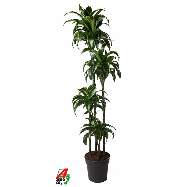 Dracaena frag Dorado 120-90-60-30 27Ø 180cm 4pp