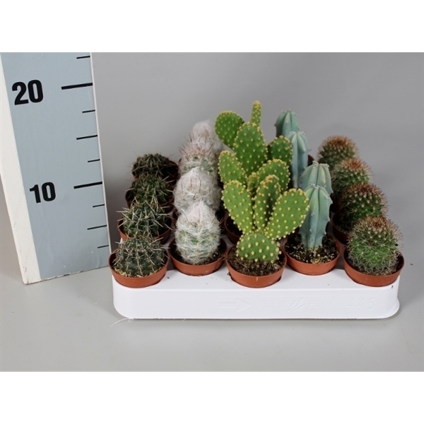 Cactus mix 5,5Ø 5cm