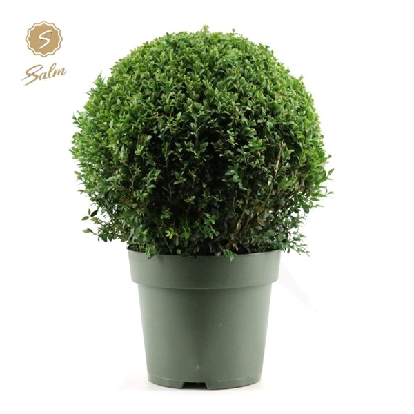 Buxus sempervirens ball 27Ø 53cm 40Ø