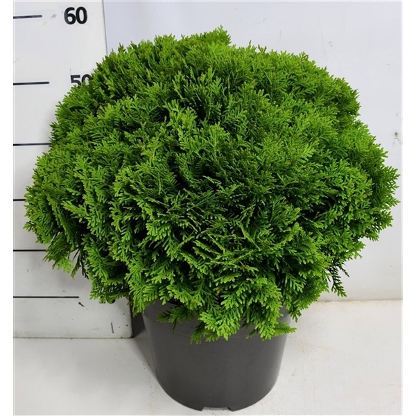 Thuja occidentalis Danica 32Ø 60cm