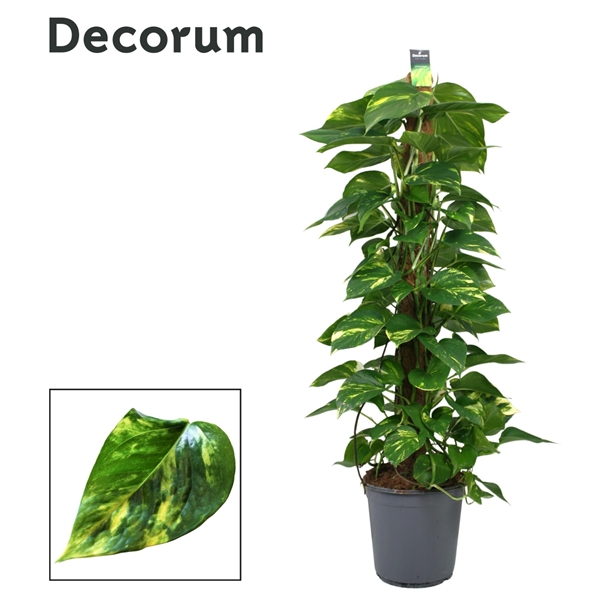 Epipremnum pinnatum mosstok 24Ø 120cm