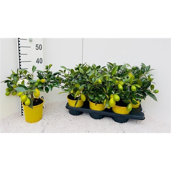 Citrofortunella Floridana Limequat 14Ø 35cm