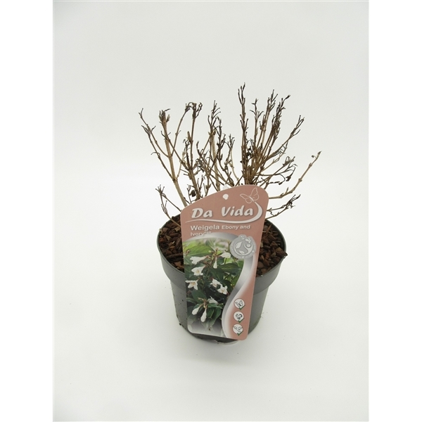 Weigela florida Ebony & Ivory 19Ø 30cm