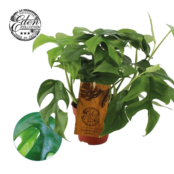 Monstera Minima 12Ø 30cm 1pp