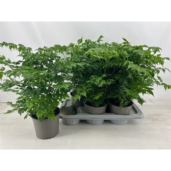Radermachera sinica 17Ø 50cm
