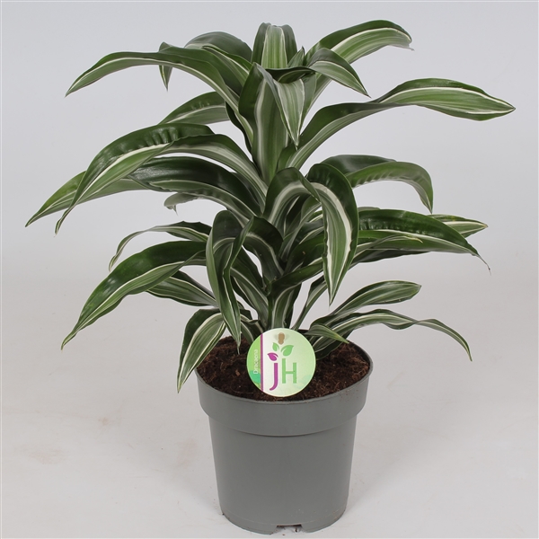 Dracaena fragrans Jade Jewel 17Ø 45cm 1pp