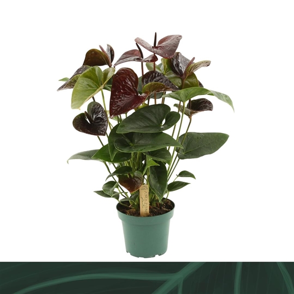 Anthurium Andreanum Essencia 14Ø 50cm 5fl
