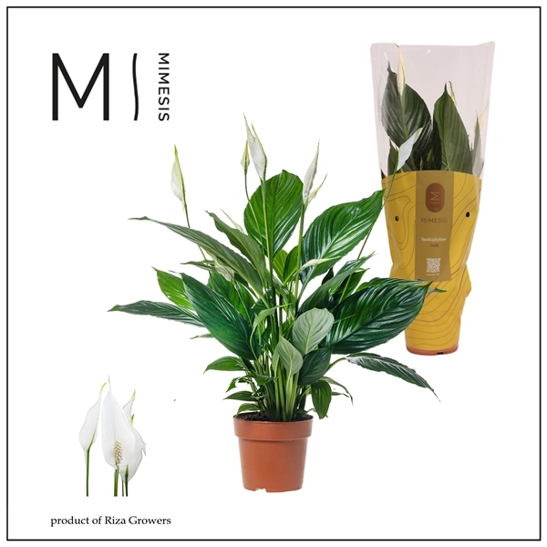 Spathiphyllum Pico Cupido 13Ø 50cm 5fl