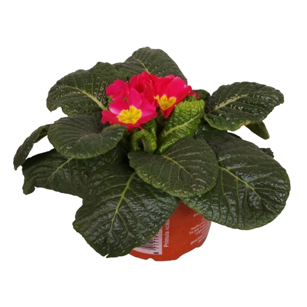 Primula acaulis pink 9Ø 10cm