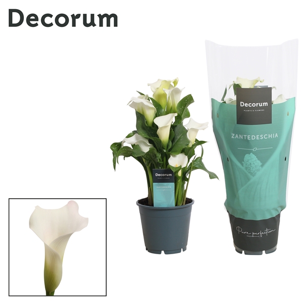 Zantedeschia Captain Fresco 14Ø 40cm 5fl