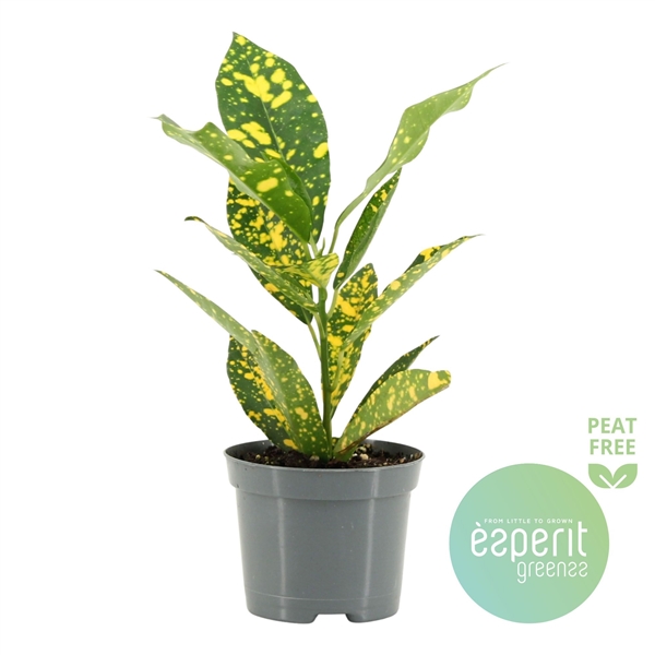 Codiaeum Gold Sun 8,5Ø 20cm 1pp
