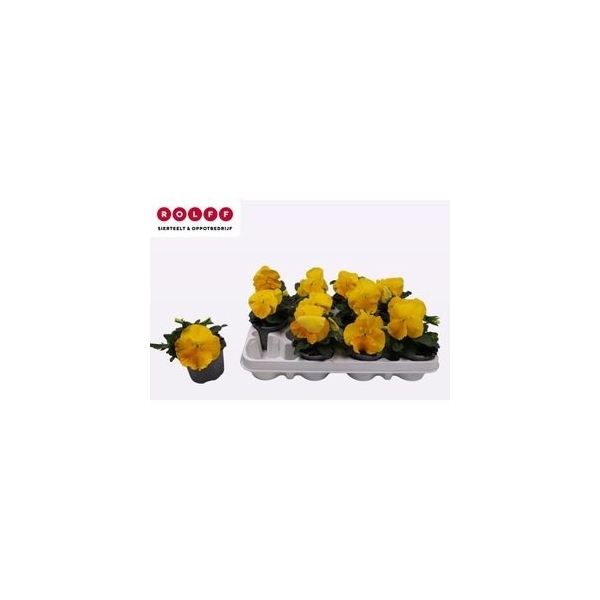 Viola Wittrockiana F1 Yellow 9Ø 15cm
