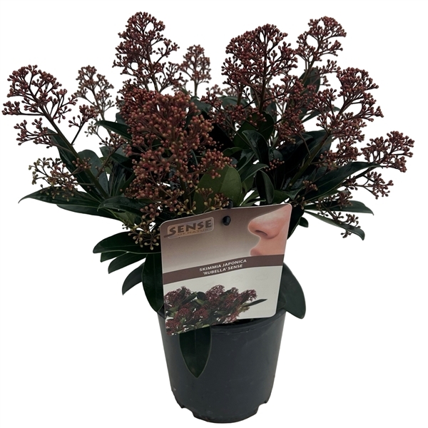 Skimmia jap. Rubella 15Ø 25cm 7fl