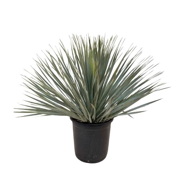 Yucca Rostrata 25Ø 75cm 1Head