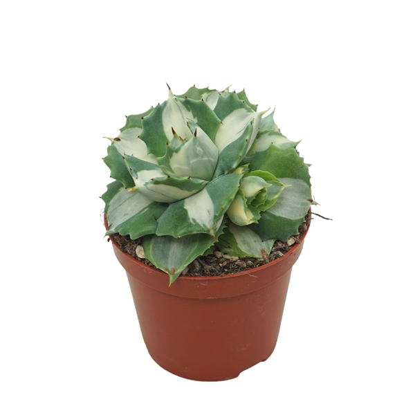 Agave Potatorum Ouhi-Raijin variegata 8,5Ø 15cm