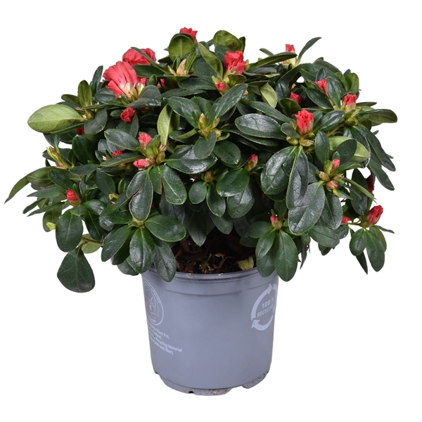 Rhododendron simsii Jimmy 12Ø 22cm 22Ø