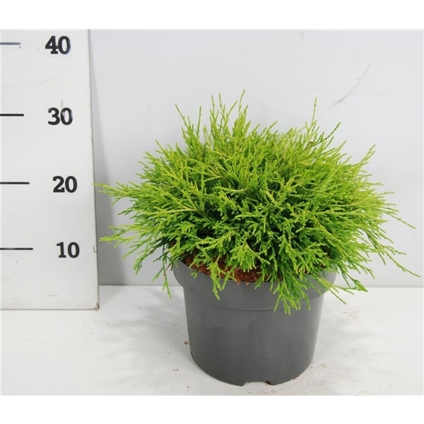Chamaecyparis pis. Sungold 23Ø 35cm