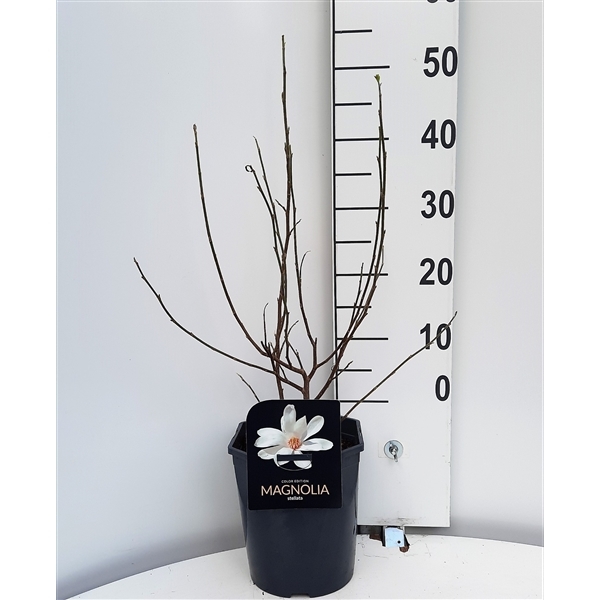 Magnolia stellata 21Ø 50cm