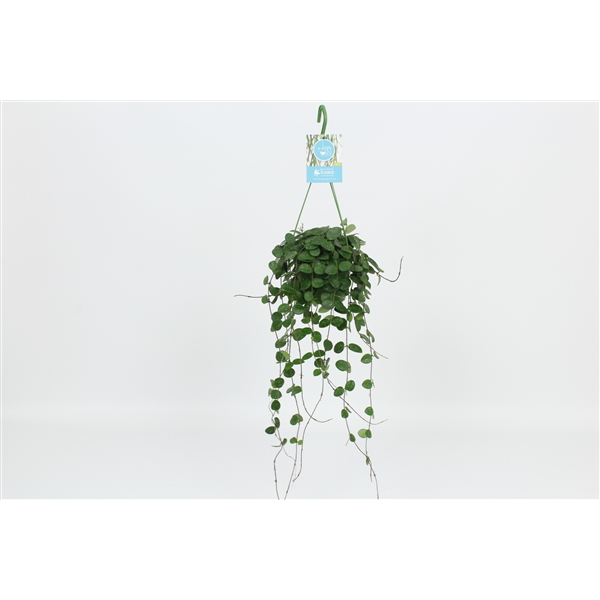 Hoya Mathilde 14Ø 30cm