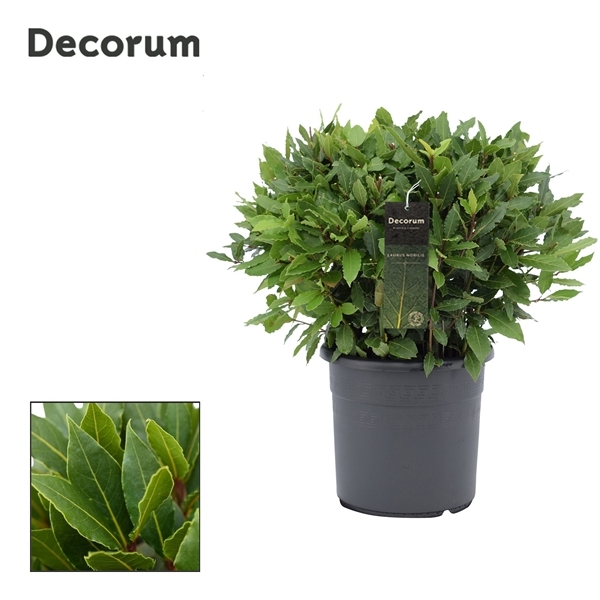 Laurus Nobilis boll on pot 25Ø 60cm 50Ø