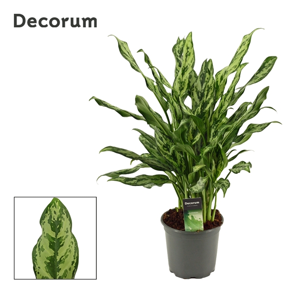 Aglaonema Miss Juliette 17Ø 55cm 1pp