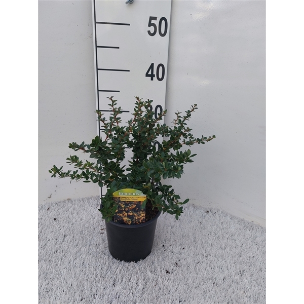 Berberis buxifolia Nana 14Ø 35cm