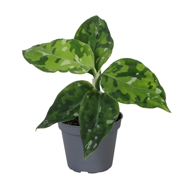 Aglao Tricolor 6Ø 10cm 1pp