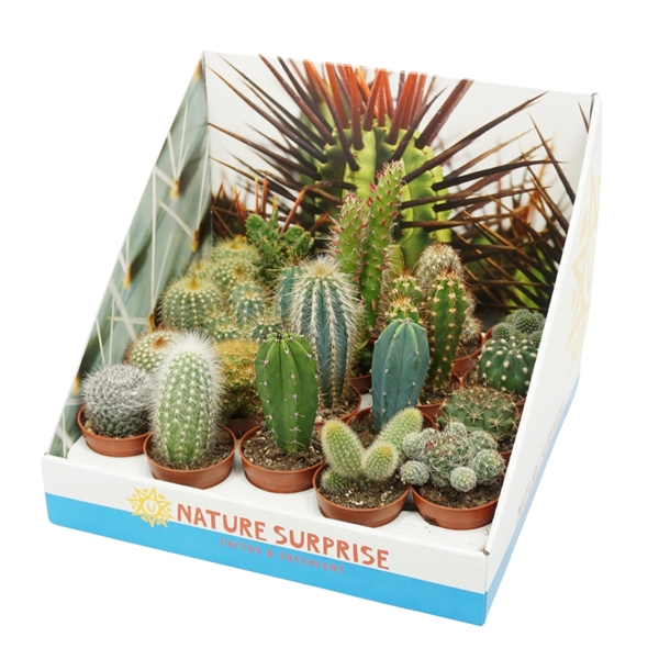 Cactus mix 5,5Ø 8cm