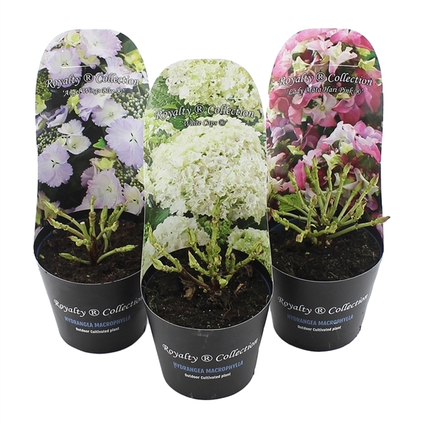 Hydrangea mac Royalty Collection mix potcover 17Ø 30cm 997fl