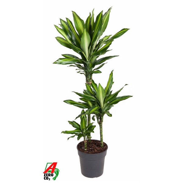 Dracaena fragrans Cintho 60-30-15 21Ø 120cm 3pp