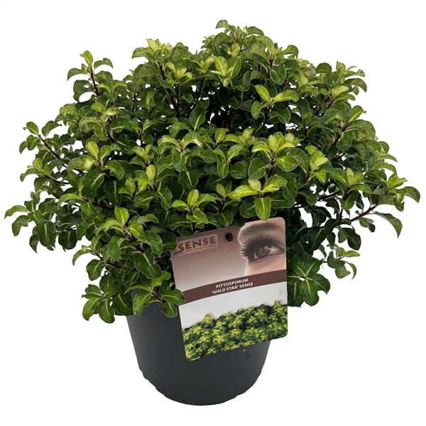 Pittosporum tenuifolium Gold Star 23Ø 50cm