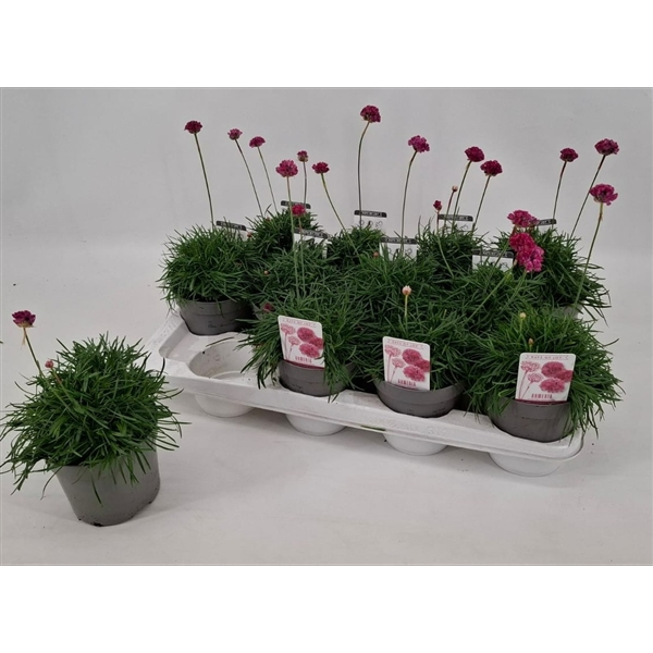 Armeria maritima Armada Rose 12Ø 20cm