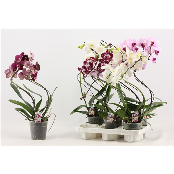 Phalaenopsis mix hurricane A2 Second Quality 12Ø 50cm 2st 12fl