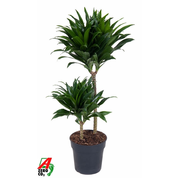 Dracaena fragrans Compacta 45-15 19Ø 80cm 2pp