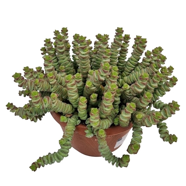 Crassula marneriana Hottentot 14Ø 25cm