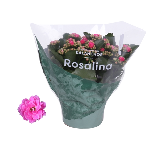 Kalanchoe Rosalina Don Nando 15Ø 27cm