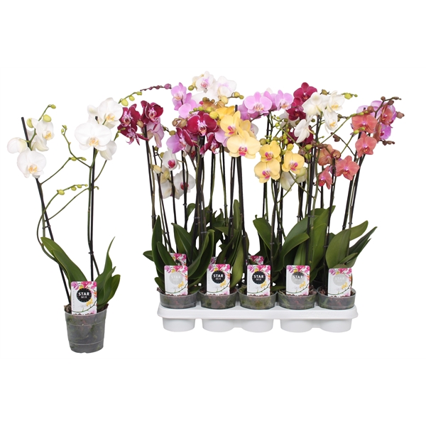 Phalaenopsis mix 12Ø 60cm 2st 12fl