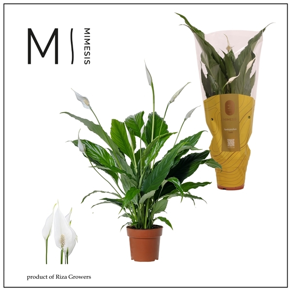 Spathiphyllum Sweet Chico 13Ø 55cm 5fl