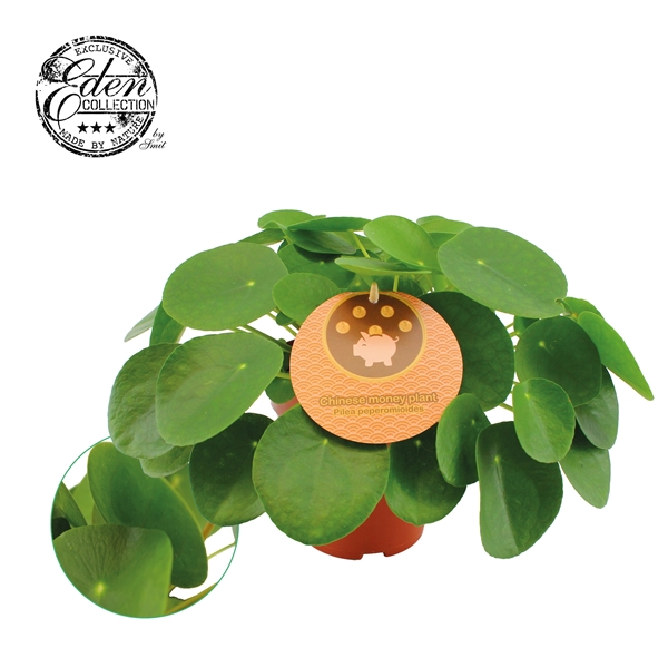 Pilea Peperomoides (EN) 15Ø 30cm