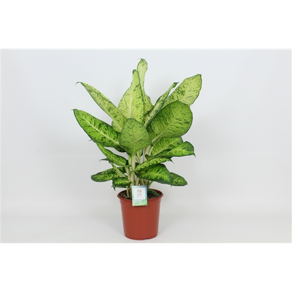 Dieffenbachia White Amazon 24Ø 90cm