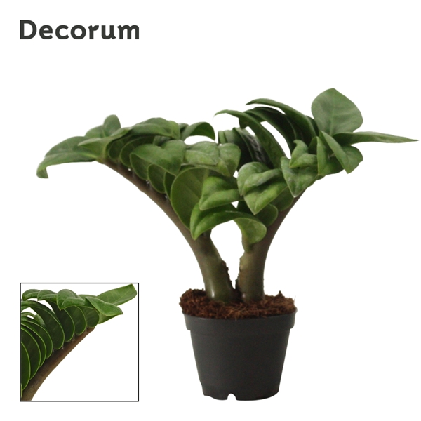 Zamioculcas zamiifolia Zenzi 6Ø 16cm 2st